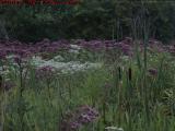 Late Summer Swamp Flowers, Rt. 21, Alfred, NY