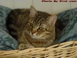 Queen Penny in Her Basket Throne, Lynn, Massachusetts