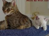 Awake and Not, Penny & Silly (nee Sylvia) on the Perch
