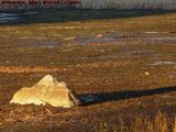 Low Water, Sunset Lit Treacherous Rock, Bear Hill Pond