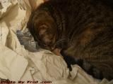 Penny Curled Up In Shipping Paper, Dell Court, Lynn