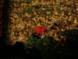 Isolated Flower Study, Draper Street, Dorchester, Mass.