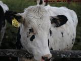 Portrait of a Cow, North Central Court, Peabody, Mass.