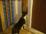 Peeping Tom (the Cat), 