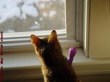 Penny Wondering at the Weather, Dell Court, Lynn