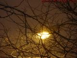 Street Lamp With Falling Snow and Trees, Charles Street