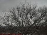 Winter Tree Under Leadened Skies, Groveland, New York