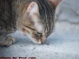 Penny Examining the Evidence, Lynn, Massachusetts