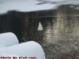 Swan Dive, Elginwood Pond, Peabody, Massachusetts