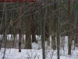 Line Marker in the Woods, Seven Gullies Farm, Groveland