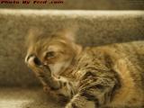 Penny In Motion, Feeling the Catnip, Lynn, Mass.