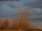 Wind Swept Trees in Setting Sun Light, Dewitt, New York