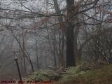 Dreary Winter Morning Fog, Dell Court, Lynn, Massachusetts