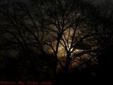 Bare Trees Silhoutetted on Cloudy Sunlight, Watertown