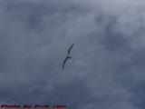 Gull in Flight Over the Lower Saugus River, Lynn