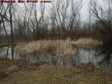 Overgrown Old Pond Perspective, Groveland, New York