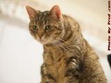 Penny, The Mighty Huntress, Intently Watching Something