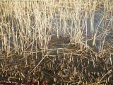 Goldfish in the Wild, Swimming Among Reeds, Groveland, NY