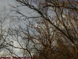 Spring Trying to Burst Forth, Budding Bushes, Groveland