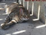 Penny Lounging in Striped Sunlight, Dell Court, Lynn