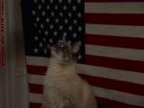 Patriotic Silly, Dell Court, Lynn, Massachusetts