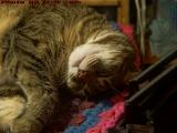 Sleeping Beauty, Penny, Denizen of Five Years, Dell Court