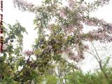 Winter Dried Crab Apples With Spring Flowers, Peabody