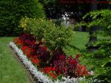 Summer Flower Bed Study, Boston Public Garden