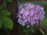 Phlox Pollenation in Progress, Dell Court, Lynn, Mass.