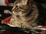 Pensive Penny, Dell Court, Lynn, Massachusetts