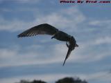 Gull Swooping In For The Kill, Marblehead, Massachusetts