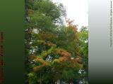 Fall Foliage Colors Creeping In, Peabody, Massachusetts