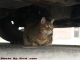 Penny on Patrol, Hangin' Under My Truck, Salem, Mass.