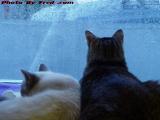 Penny More Fascinated By Weather Than Silly, Lynn, Mass.