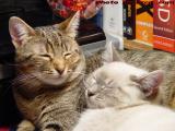 Picture of Contentment, Penny & Sylvia Relaxing Together