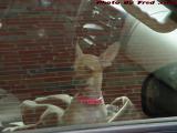 A Worried Look, Chihuahua Waiting on St. Germain Street