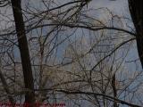 Partly Sunny and Cold Perspective, Groveland, New York
