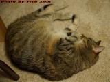 A Picture of Contentment, Penny Relaxing In Her New Home