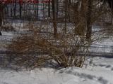 February Forsythia, Sunny and Cold, Groveland, New York