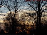 Trees Silhouetted on Late Winter Sunset, Boston Common
