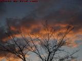 Equinox Sunset With Tree Silhouettes, Brooksby Farm