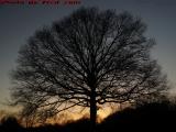 Oak on Sunset, at West Medford Hillside Little League Park