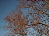 Spring Trying to Bloom, Budding Tree, Medford, Mass.
