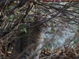 Penny Peering From the Underbrush, Dell Court, Lynn