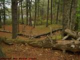 Forested Shores Over Crystal Lake, Peabody, Massachusetts