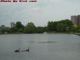 Goose Family Lined Up and Heading to Church, Esplanade