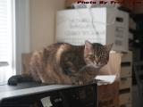 Penny, Having Taken Over A Printer, Medford, Massachusetts