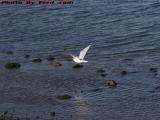 Gull Preparing Dinner, Salem Harbor, Massachusetts