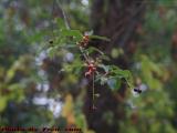 Ripening Berries, Dell Court, Lynn, Massachusetts