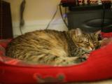 Princess Penny, Ruling Over the Power Supplies, Medford